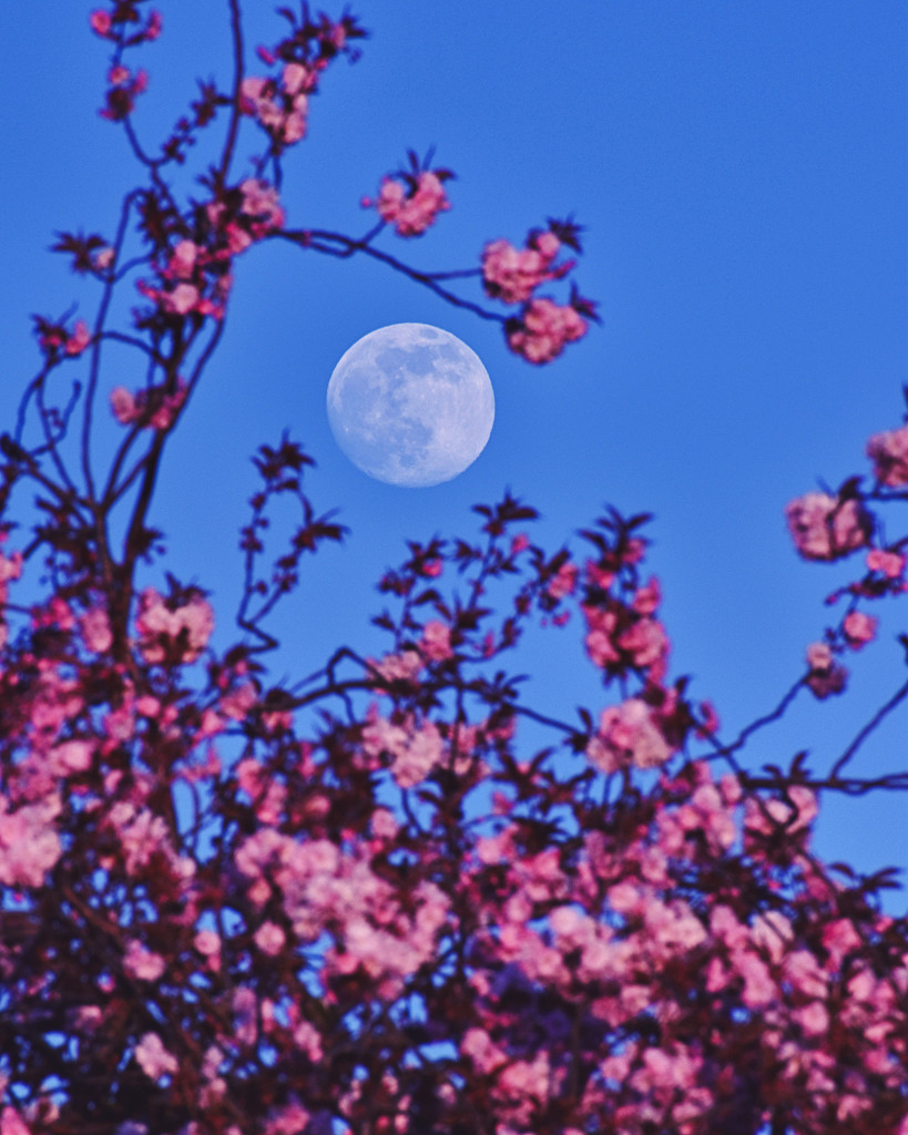 李珺：待审核-APOD20210430-pink_moon1024.jpg