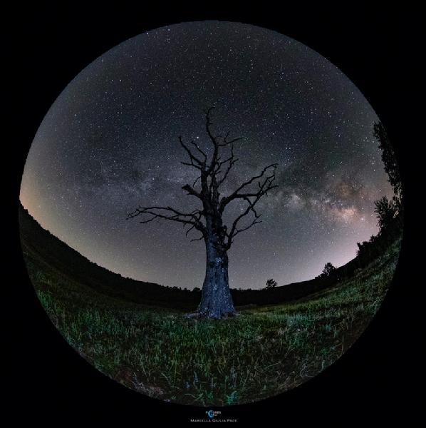 待译-APOD20220708图2-MilkWayTree.jpg