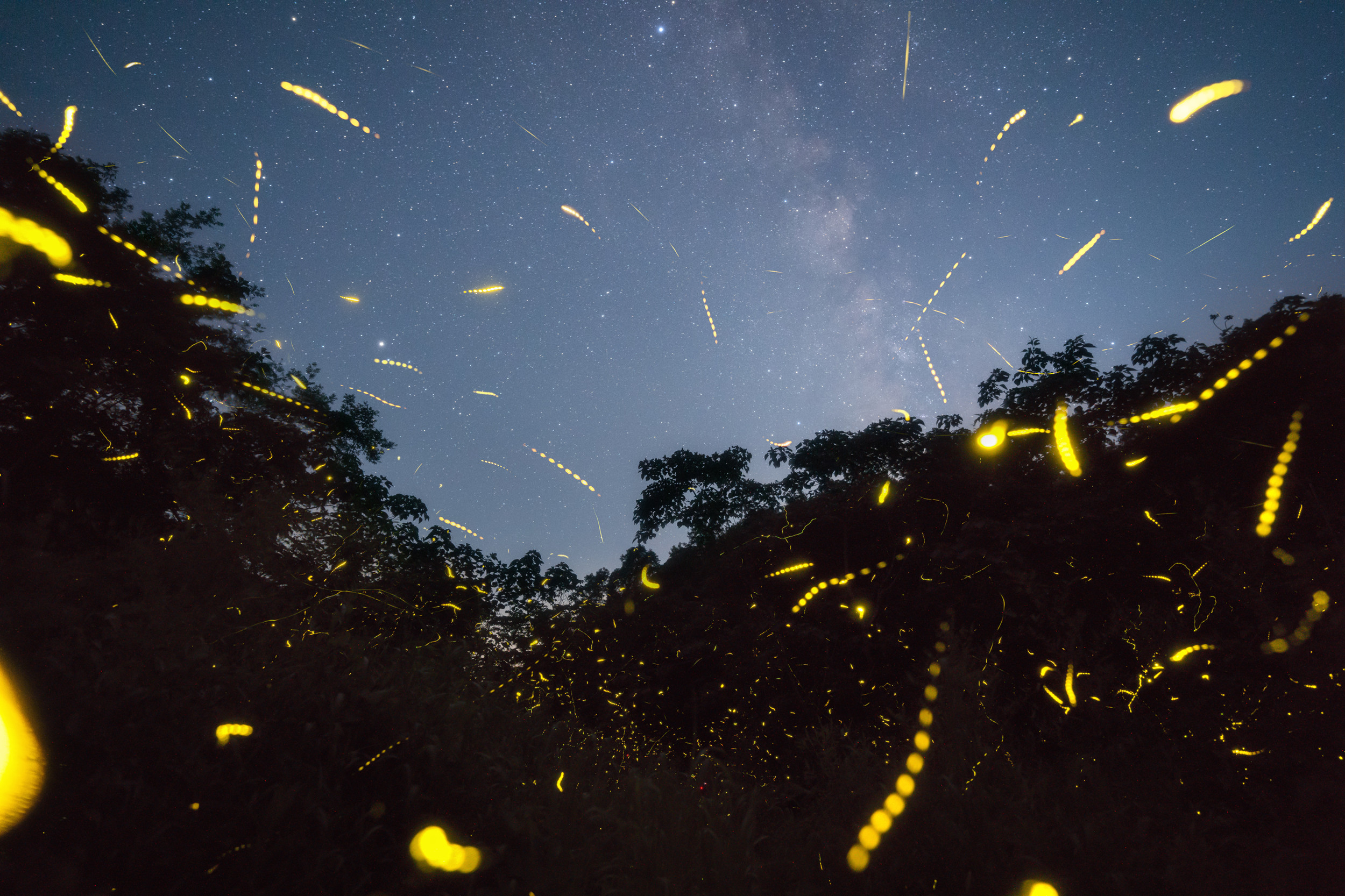 刘钊-繁星与流萤（长边2500像素）.jpg