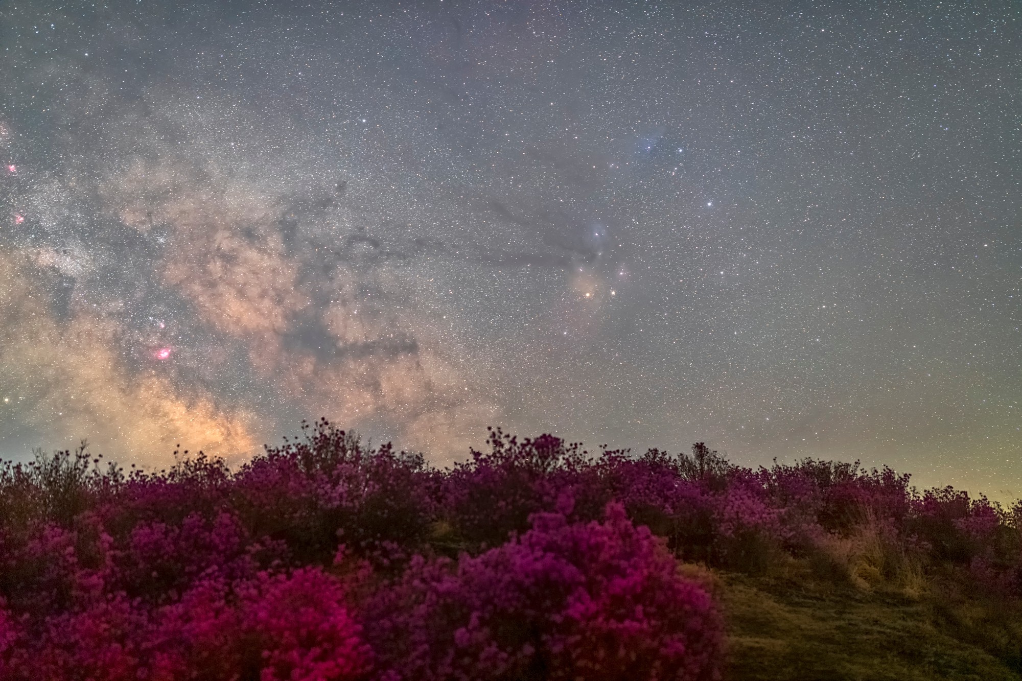 王宝勋-兴安杜鹃星空（长边2000像素）.jpg